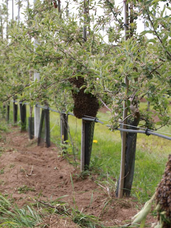 Bienen helfen beim Bestäuben der Apfelblüte