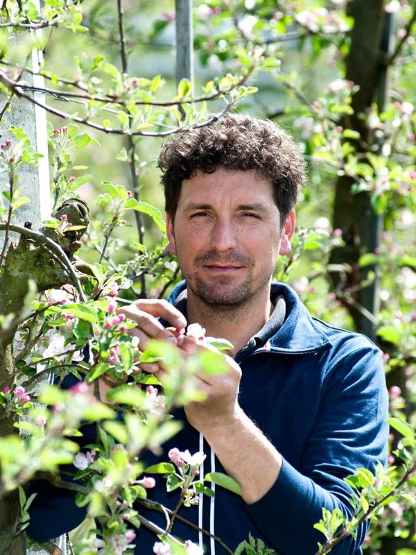 Biobauer untersucht Apfelblüte