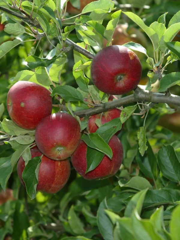 Rote reife Äpfel am Baum